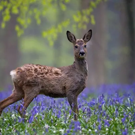 Hallerbos In Bluebell Forest Bed & Breakfast Halle (Flemish Brabant)