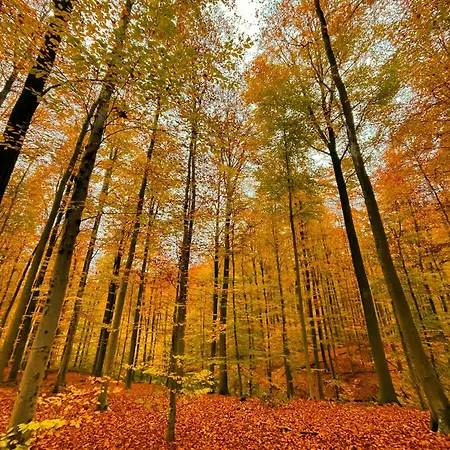 Bed & Breakfast Hallerbos In Bluebell Forest 4*