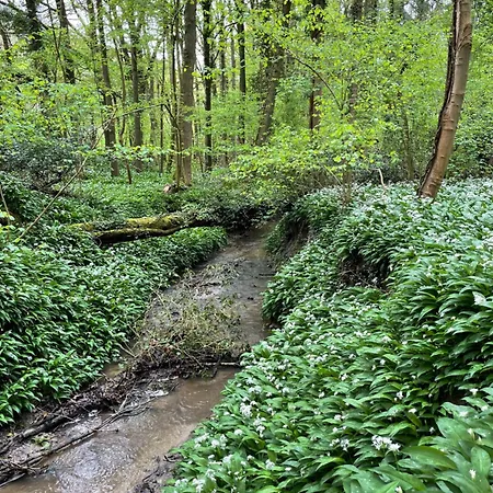Hallerbos In Bluebell Forest Bed & Breakfast 4*